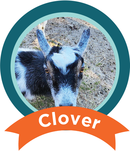 Clover
