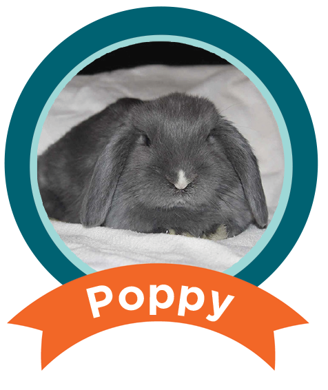 Poppy