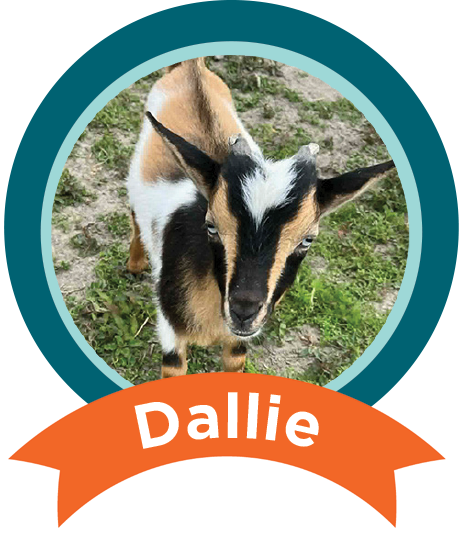 Dallie