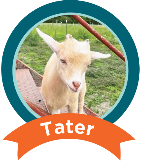 Tater